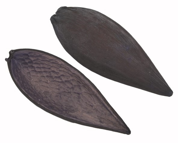 Casca canoinha - Roxo - Tamanhos variados (5 peças)